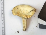 Lactarius piperatus image