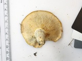 Lactarius piperatus image