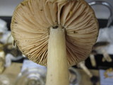 Entoloma lividoalbum image