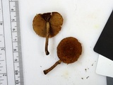 Flammulaster erinaceellus image