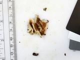 Gloeoporus dichrous image