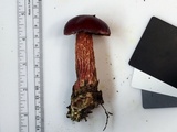 Butyriboletus frostii image