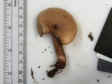 Lactarius quietus var. incanus image