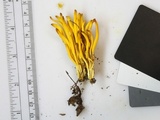 Clavulinopsis fusiformis image
