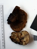 Lentinellus brunnescens image