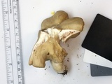 Entoloma rhodopolium image