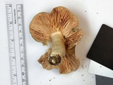 Entoloma rhodopolium image