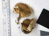 Lactarius gerardii var. gerardii image