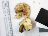 Lactarius gerardii var. gerardii image