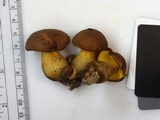Aureoboletus innixus image