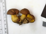 Aureoboletus innixus image