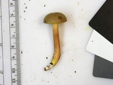 Aureoboletus auriporus image