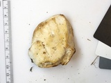 Bondarzewia berkeleyi image