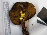 Boletus pallidoroseus image