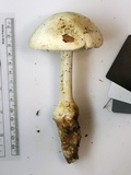 Amanita daucipes image