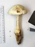 Amanita daucipes image