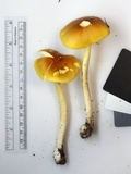 Amanita banningiana image