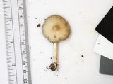 Entoloma strictius image