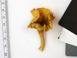 Cantharellus appalachiensis image