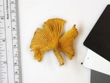 Cantharellus appalachiensis image