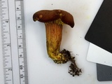 Phylloporus rhodoxanthus image