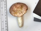 Russula flavisiccans image