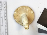 Russula flavisiccans image