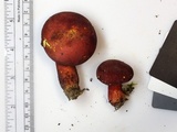 Lanmaoa borealis image
