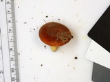 Lactifluus hygrophoroides image