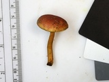 Boletus rubellus image