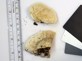Tyromyces galactinus image