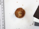 Lactarius subplinthogalus image