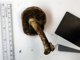 Caloboletus inedulis image