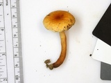 Gyroporus castaneus image