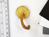 Gyroporus castaneus image