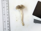 Amanita farinosa image
