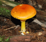 Amanita flavoconia var. flavoconia image