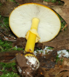 Amanita flavoconia var. flavoconia image