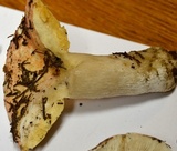 Russula virescens image