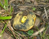 Gastroboletus turbinatus image