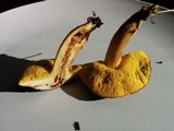 Boletus subtomentosus image