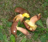 Lanmaoa pseudosensibilis image