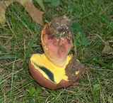 Lanmaoa pseudosensibilis image