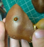 Lanmaoa pseudosensibilis image