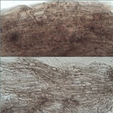 Inocybe langei image