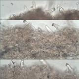 Inocybe langei image