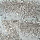 Inocybe langei image