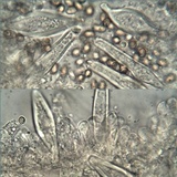 Inocybe langei image