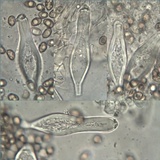 Inocybe langei image