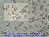 Inocybe langei image